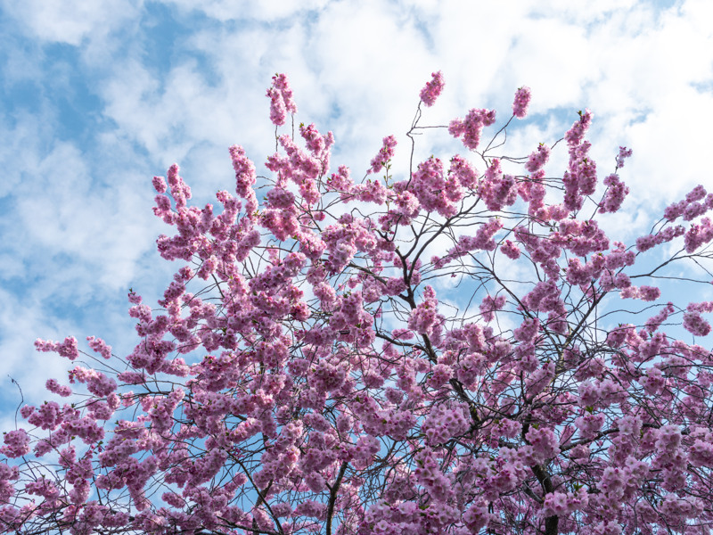 Ett rosa träd med massor av lila blommor.