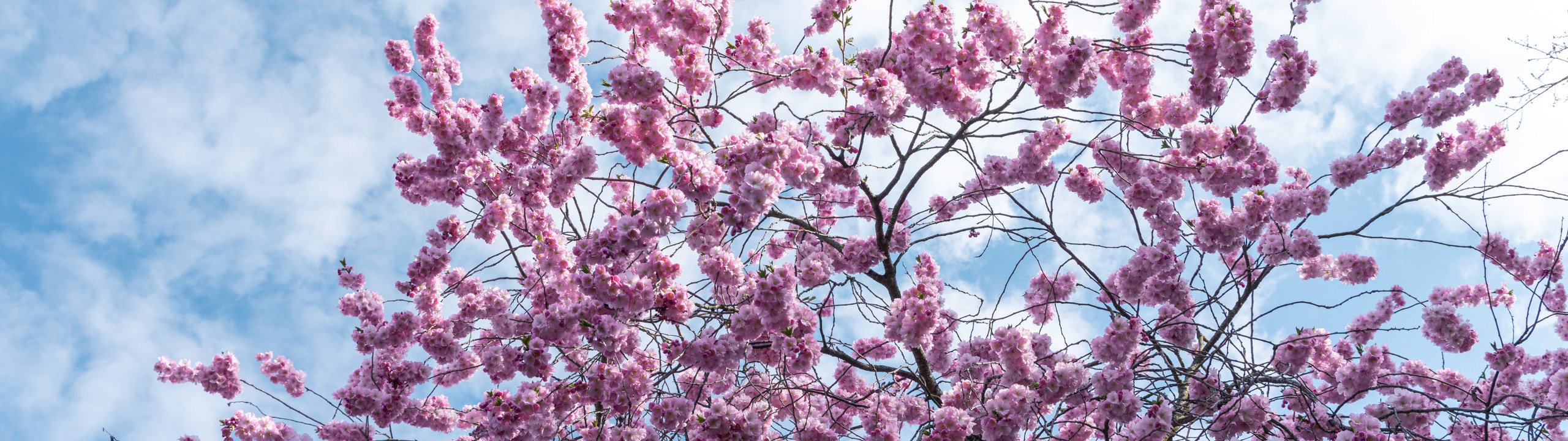 Ett rosa träd med massor av lila blommor.