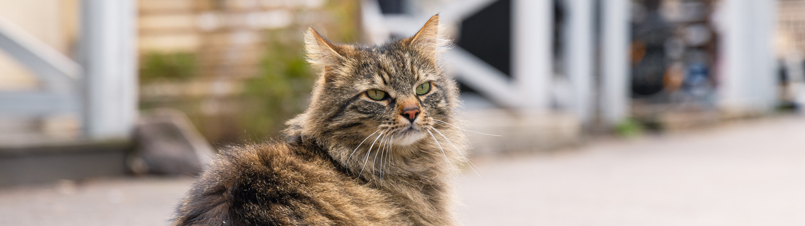 En katt som sitter på marken framför ett hus.