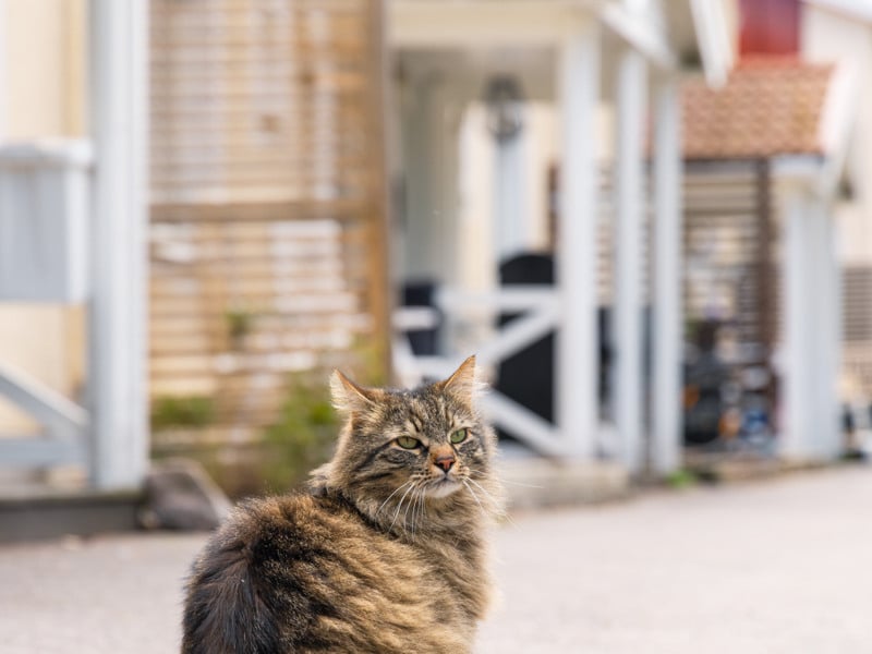 En katt som sitter på marken framför ett hus.